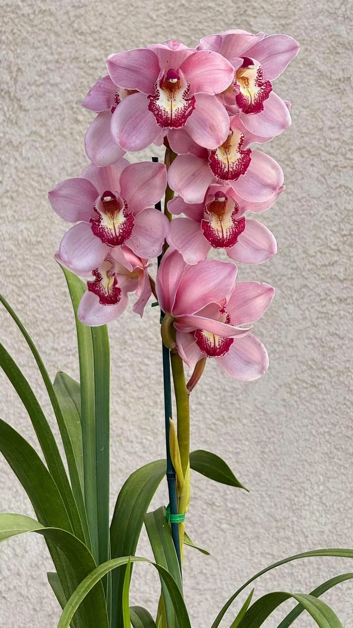 Cymbidium Barrita Sanguine 'Pink Perfection' - Image 2