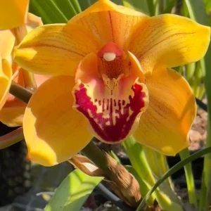 Cymbidium Barrita Wry 'Orange Red Lip'