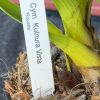 Cymbidium Kulnura Vista 'Rosette' - Image 4