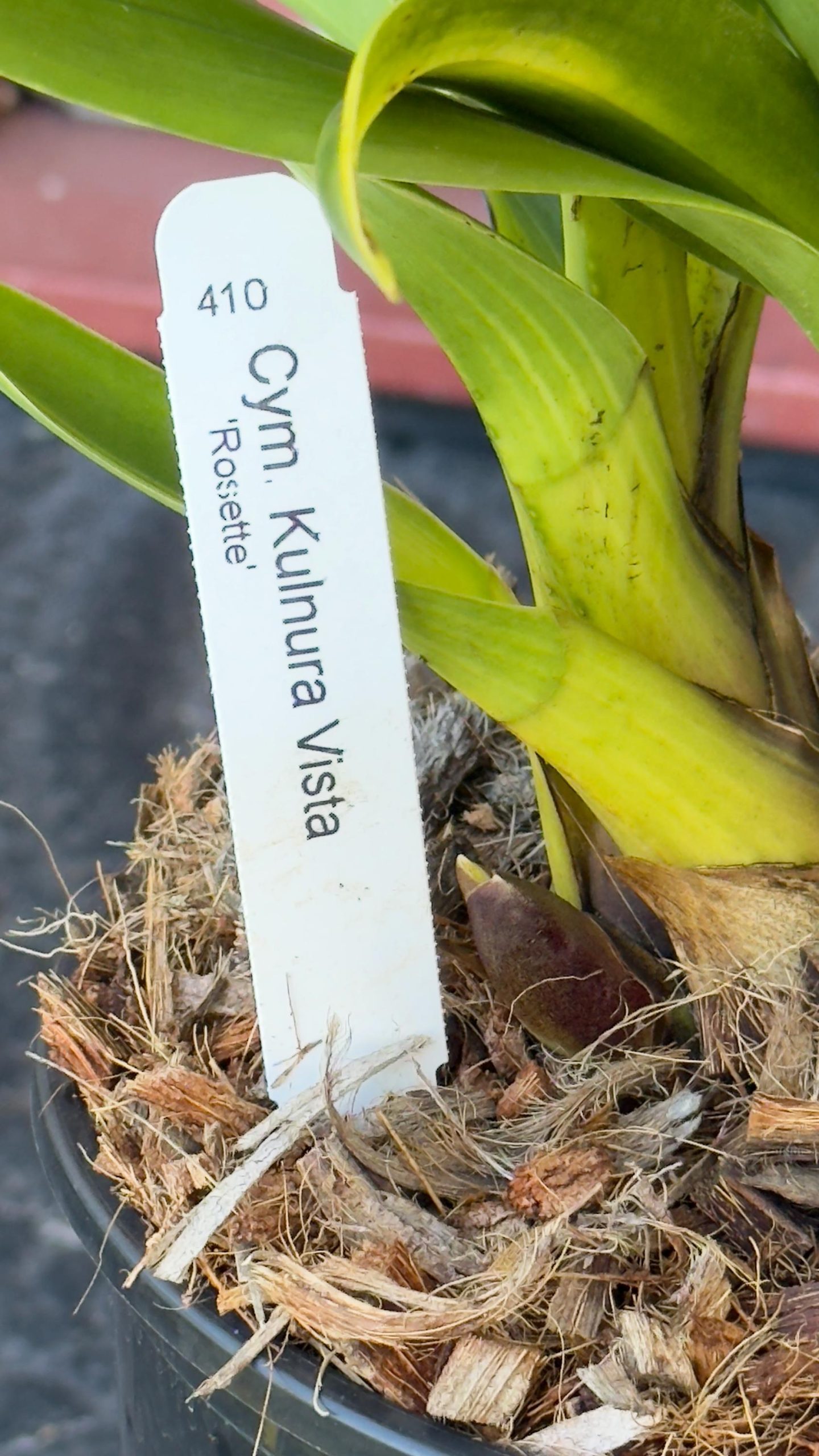 Cymbidium Kulnura Vista 'Rosette' - Image 4