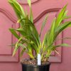 Cymbidium Kulnura Vista 'Rosette' - Image 5