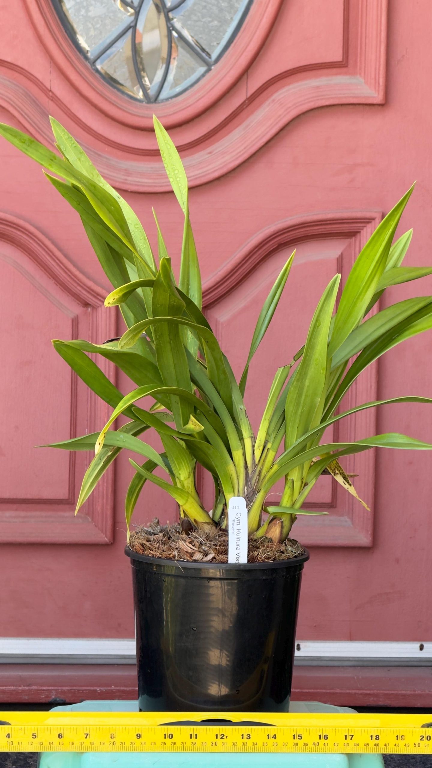 Cymbidium Kulnura Vista 'Rosette' - Image 5