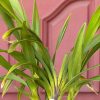 Cymbidium Kulnura Vista 'Rosette' - Image 3