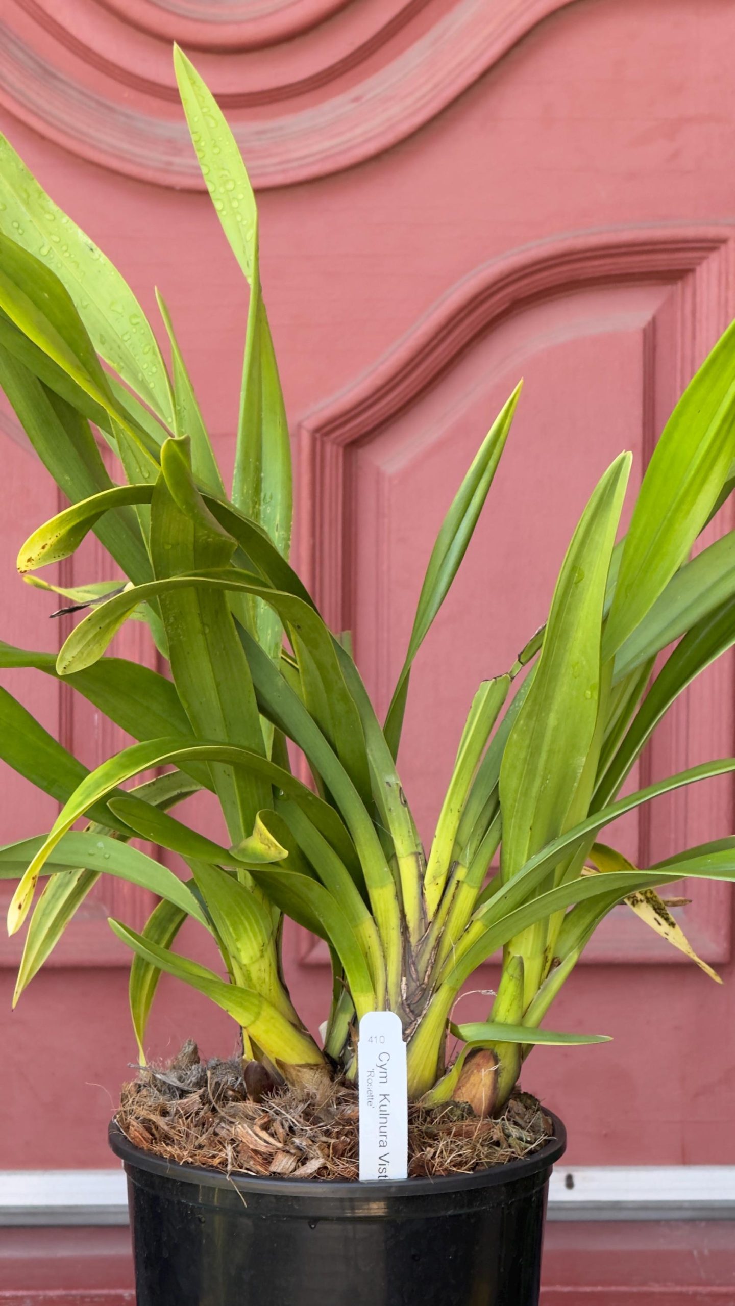 Cymbidium Kulnura Vista 'Rosette' - Image 3