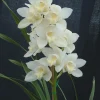 Cymbidium Kulnura Snow ‘White Dream’ - Image 2