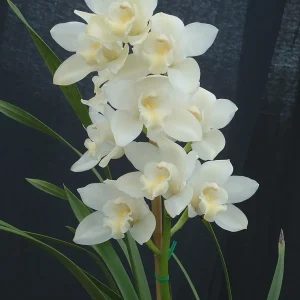 Alternative view of Cymbidium Kulnura Snow ‘White Dream’