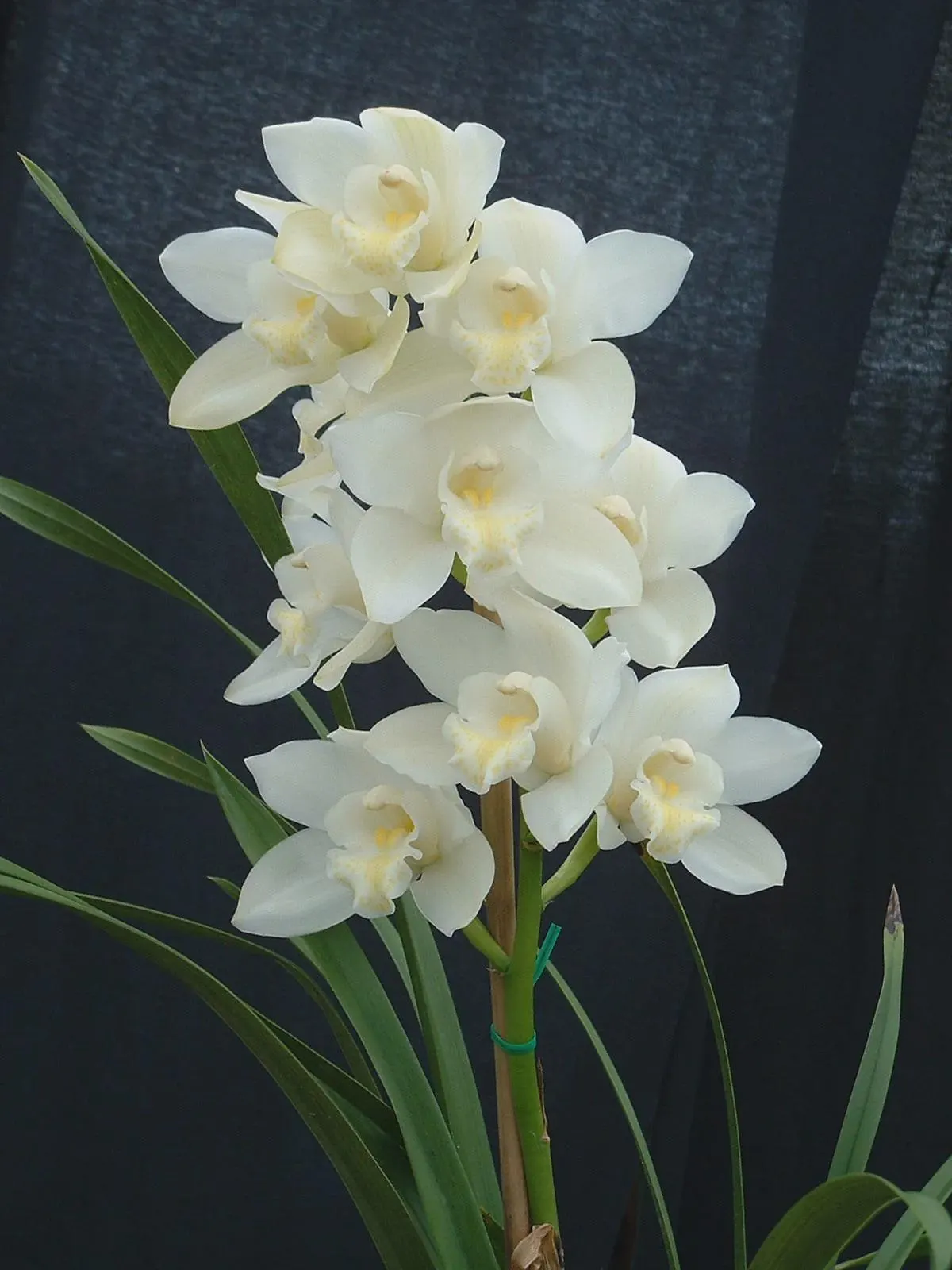 Cymbidium Kulnura Snow ‘White Dream’ - Image 2