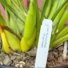Cymbidium Kulnura Snow ‘White Dream’ - Image 4