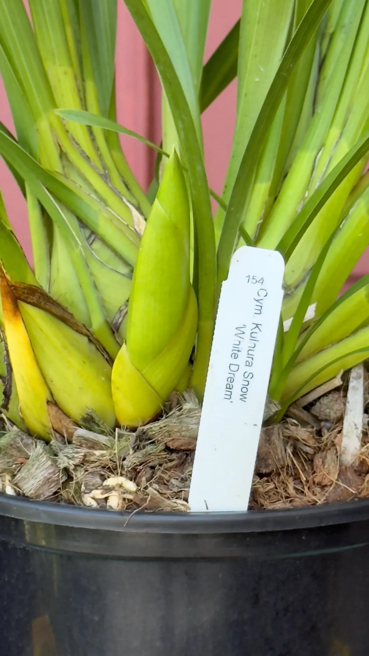 Cymbidium Kulnura Snow ‘White Dream’ - Image 4