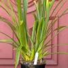 Cymbidium Kulnura Snow ‘White Dream’ - Image 5
