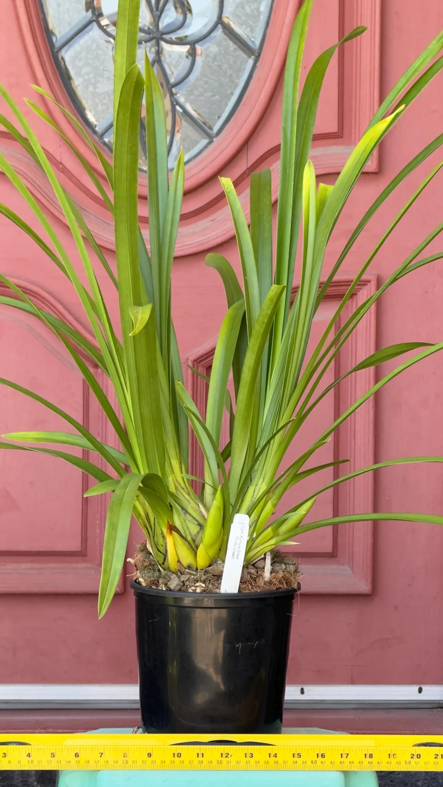 Cymbidium Kulnura Snow ‘White Dream’ - Image 5