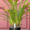 Cymbidium Lancashire Ruby 'Valerie' - Image 6