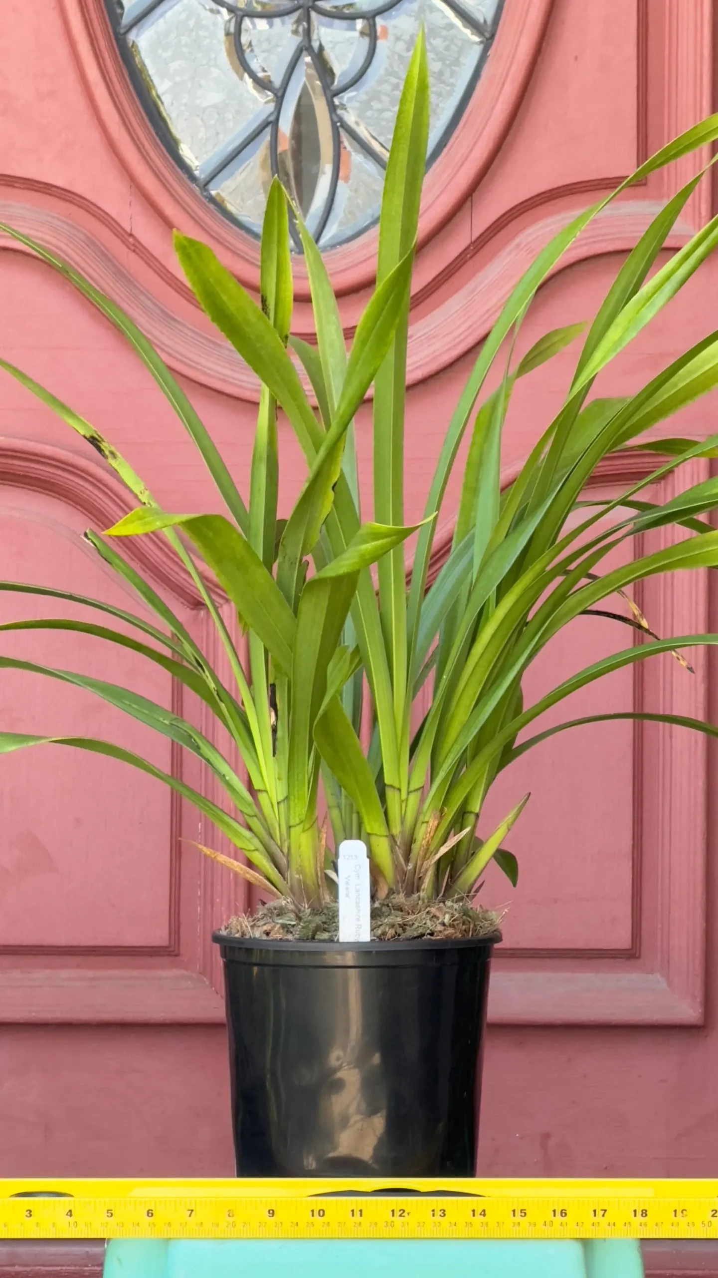 Cymbidium Lancashire Ruby 'Valerie' - Image 6
