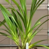 Cymbidium Barrita Whop 'Pink & Dark Lip' - Image 12