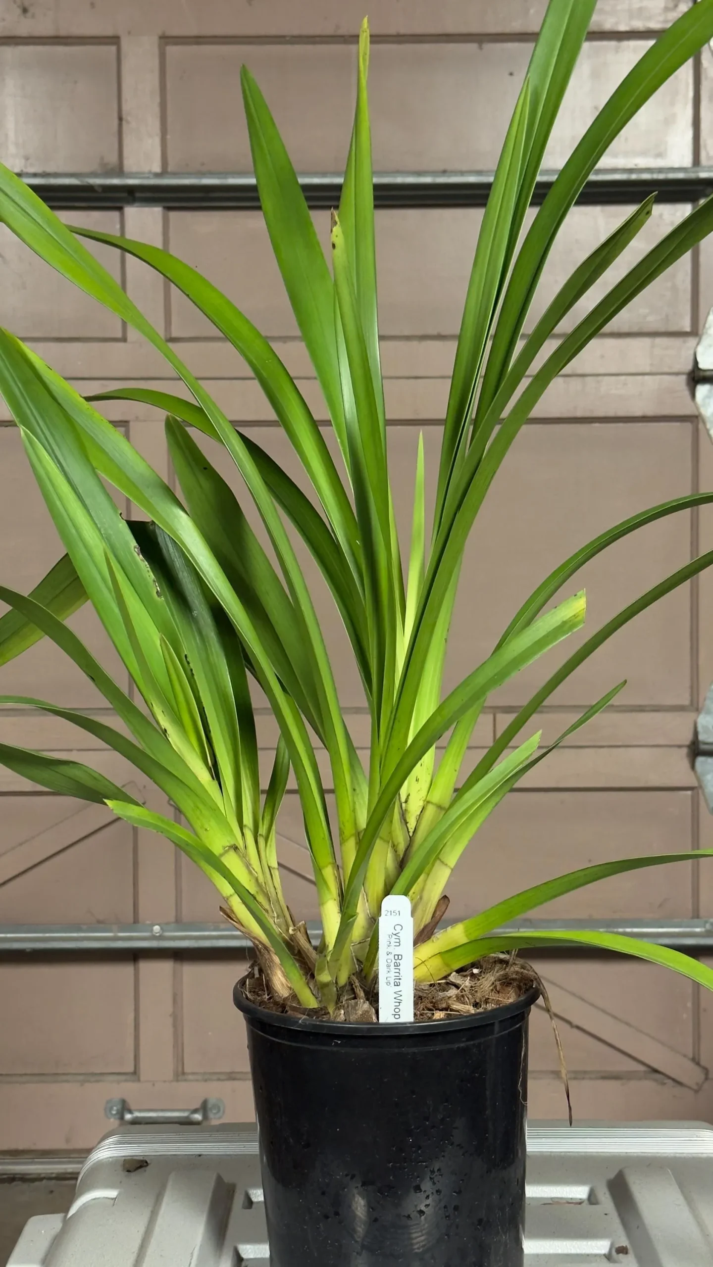 Cymbidium Barrita Whop 'Pink & Dark Lip' - Image 12