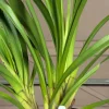 Cymbidium Barrita Whop 'Pink & Dark Lip' - Image 11