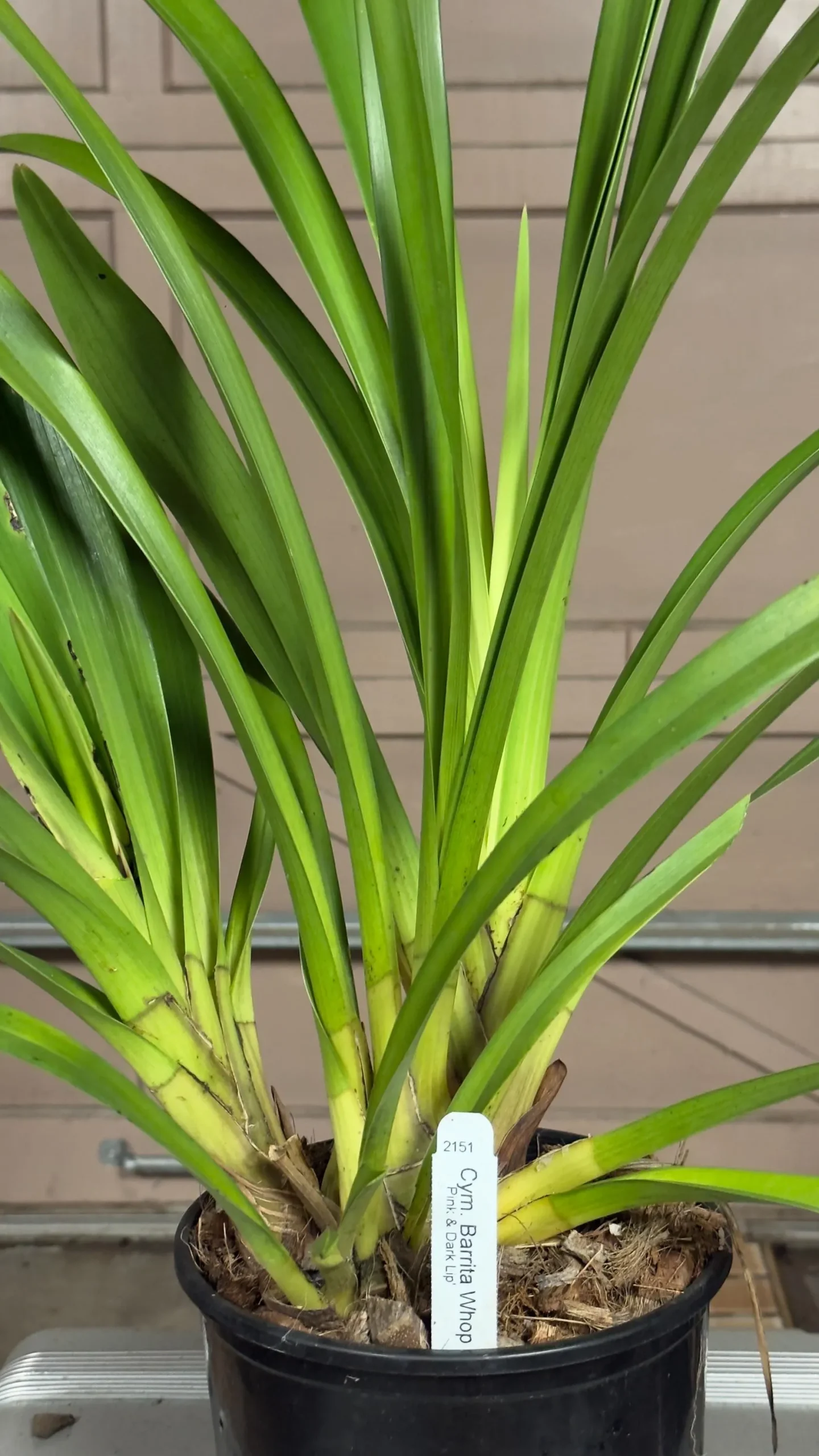 Cymbidium Barrita Whop 'Pink & Dark Lip' - Image 11
