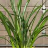 Cymbidium Barrita Unruly 'Grellow 2 spk' - Image 7