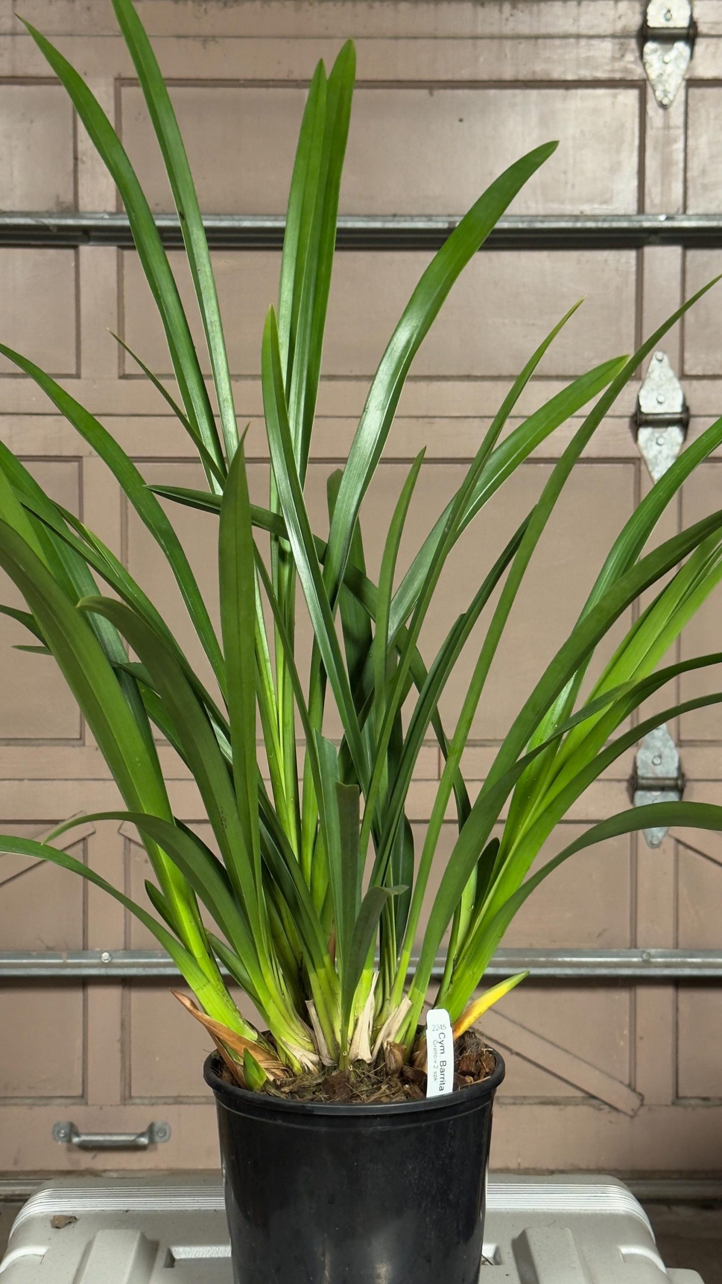 Cymbidium Barrita Unruly 'Grellow 2 spk' - Image 7