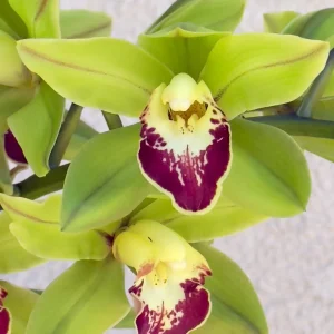 Alternative view of Cymbidium Barrita Metal '#1'