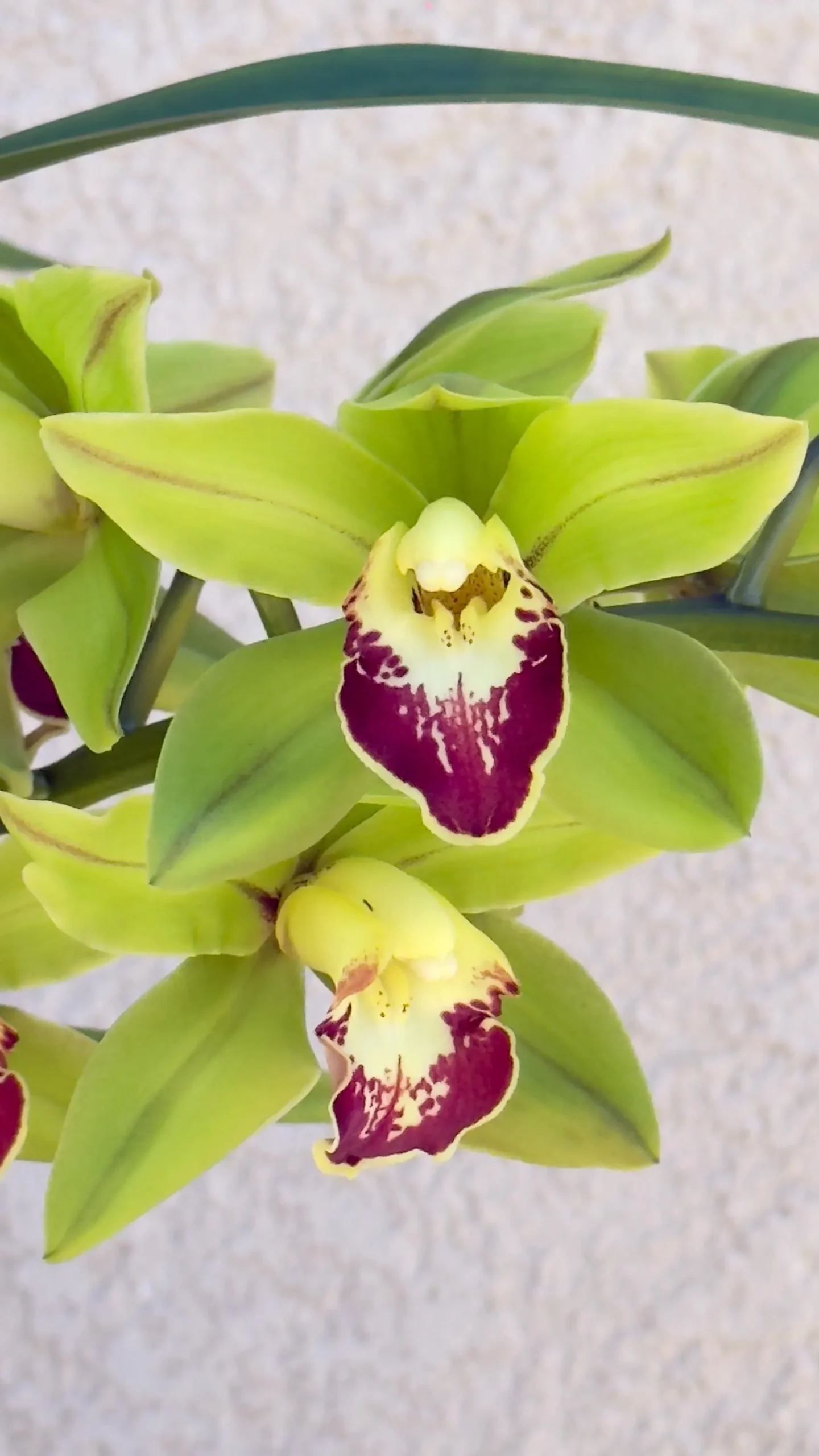 Cymbidium Barrita Metal '#1' - Image 2