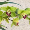 Cymbidium Barrita Metal '#1' - Image 4