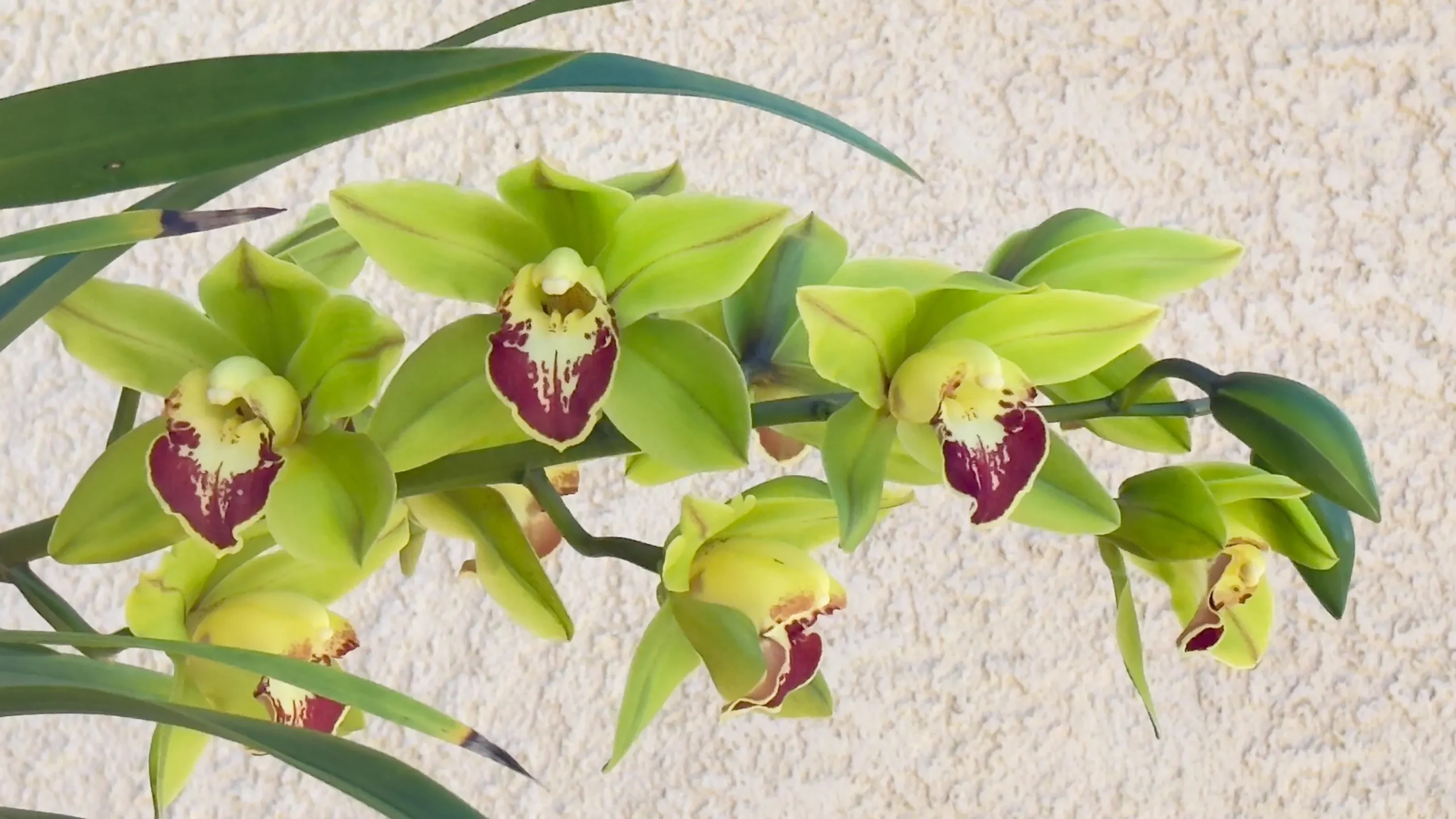 Cymbidium Barrita Metal '#1' - Image 4