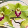 Cymbidium Barrita Metal '#1' - Image 3