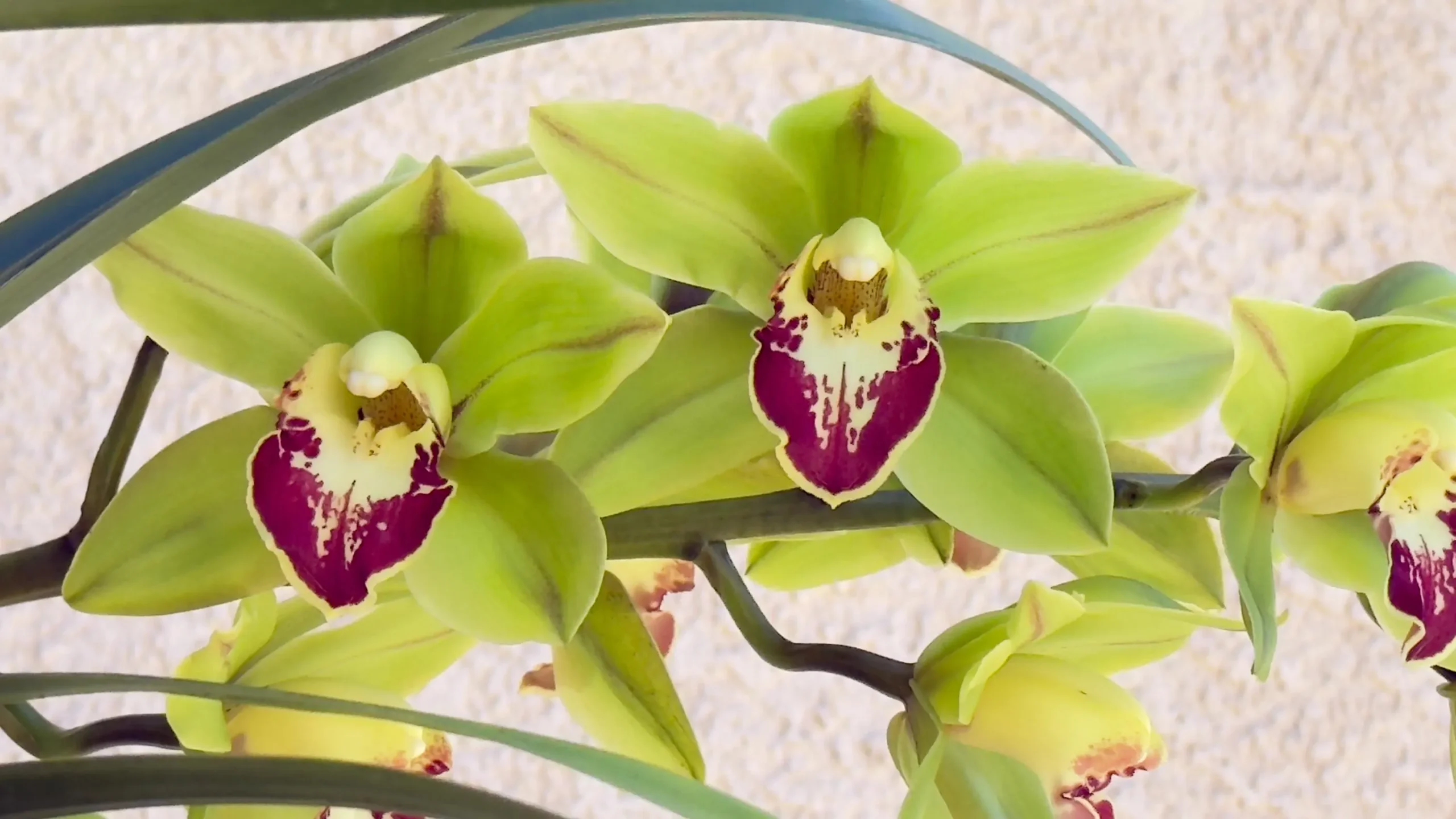 Cymbidium Barrita Metal '#1' - Image 3