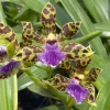 Zygopetalum Kiwi Kotler ‘Kutie’ AM/AOS - Image 3