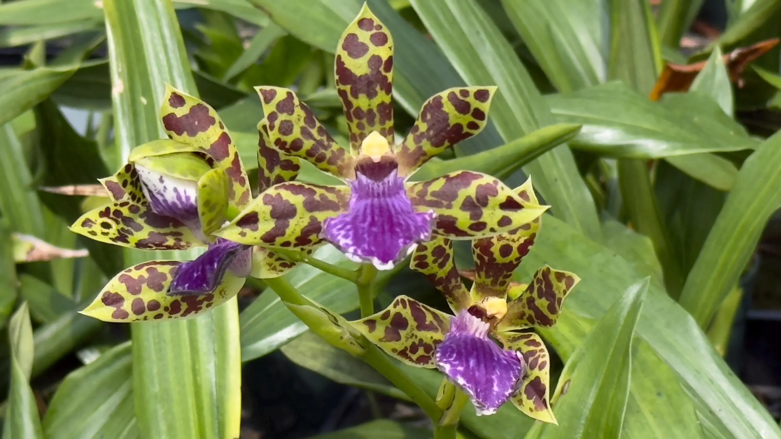 Zygopetalum Kiwi Kotler ‘Kutie’ AM/AOS - Image 3
