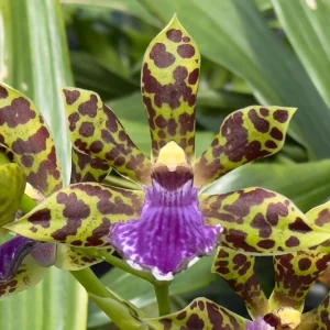 Zygopetalum Kiwi Kotler ‘Kutie’ AM/AOS