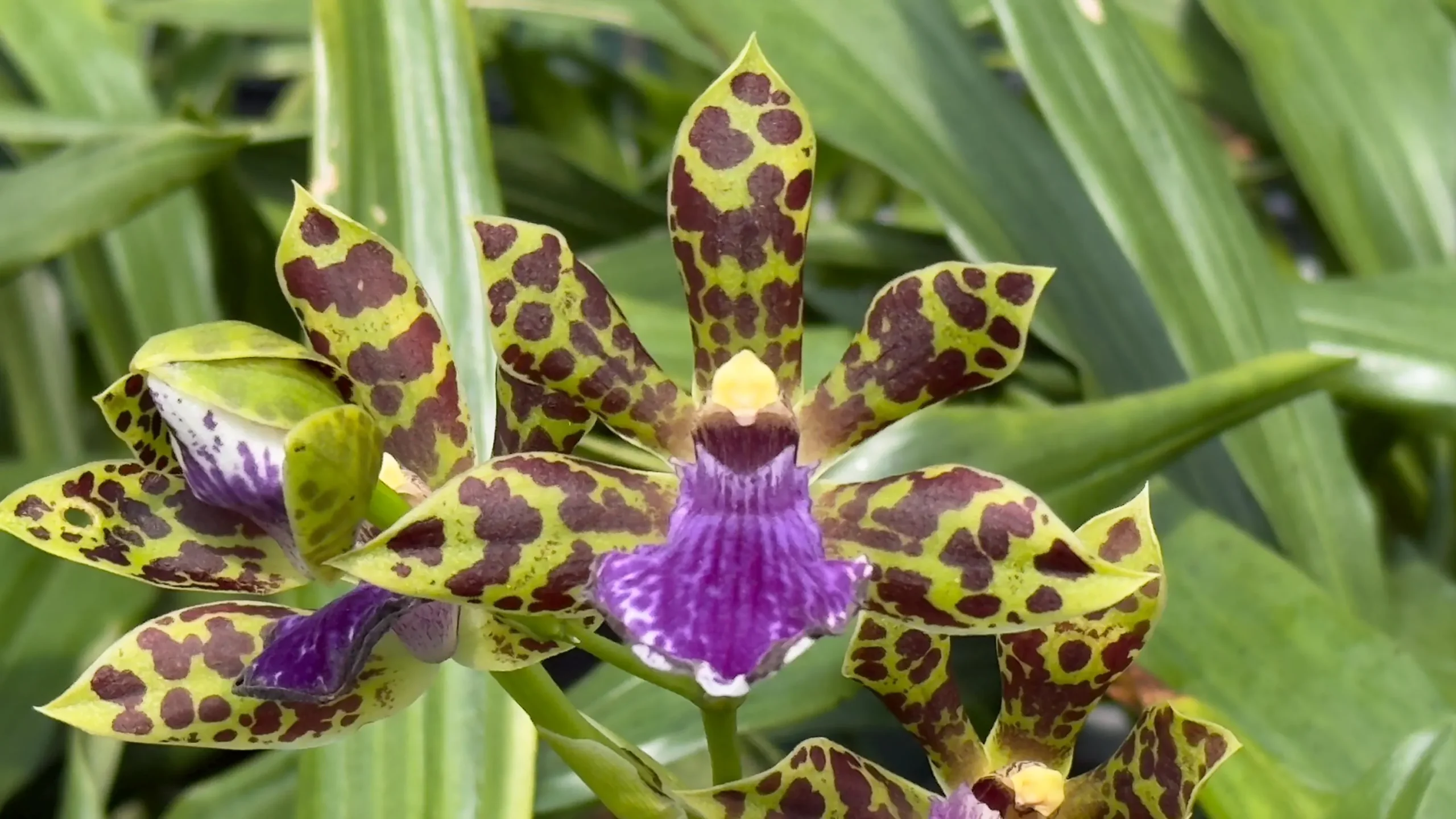 Zygopetalum Kiwi Kotler ‘Kutie’ AM/AOS