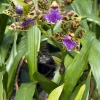 Zygopetalum Kiwi Kotler ‘Kutie’ AM/AOS - Image 4