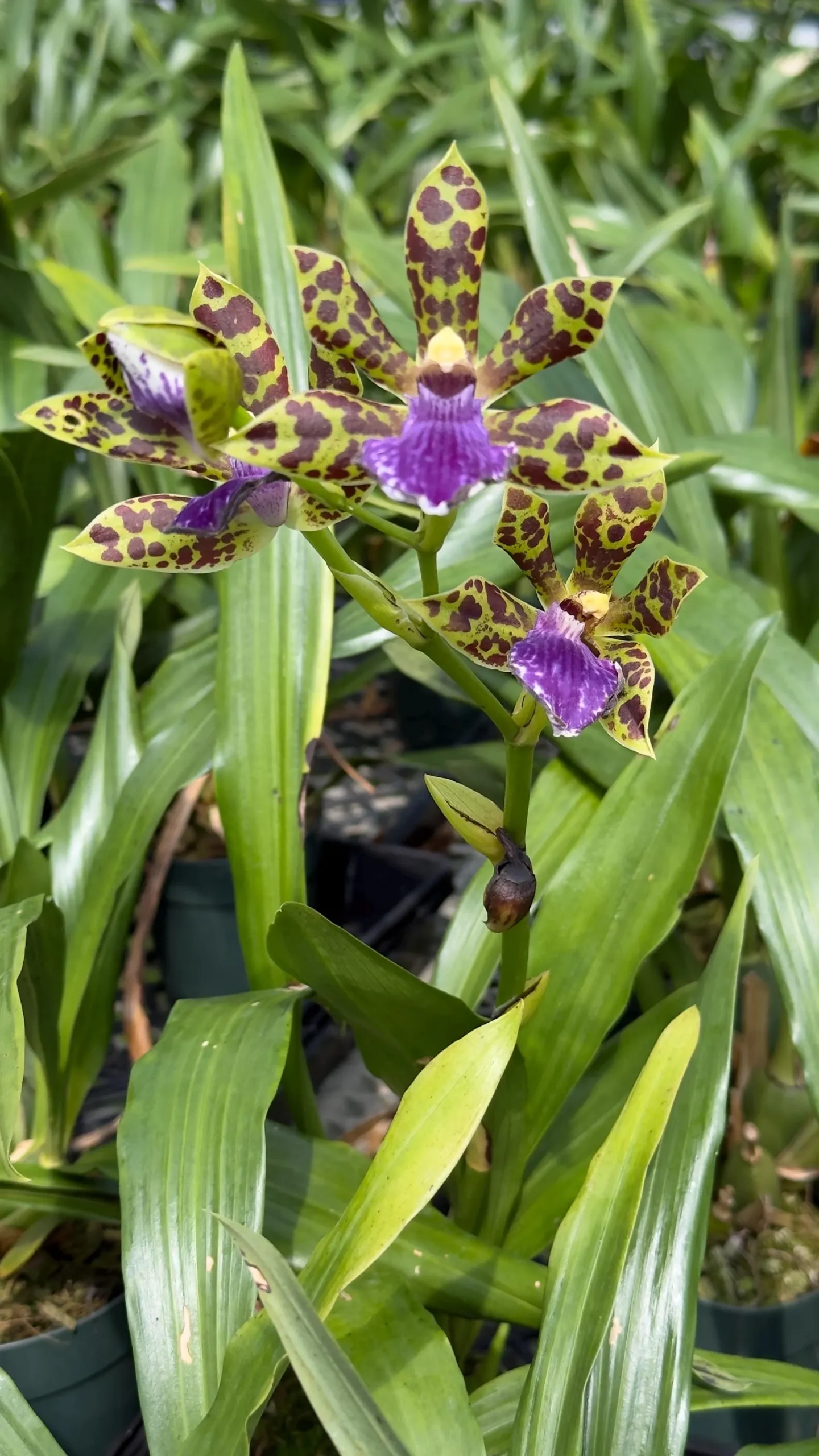 Zygopetalum Kiwi Kotler ‘Kutie’ AM/AOS - Image 4