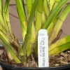Cymbidium Barrita Whop 'Pink & Dark Lip' - Image 10