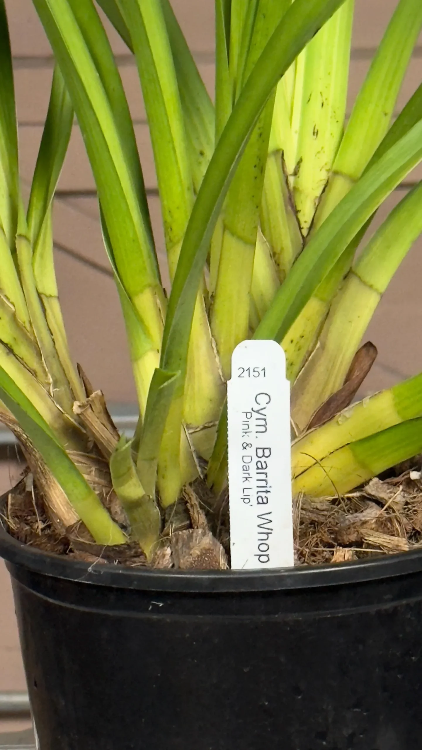 Cymbidium Barrita Whop 'Pink & Dark Lip' - Image 10