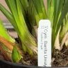 Cymbidium Barrita Unruly 'Grellow 2 spk' - Image 6