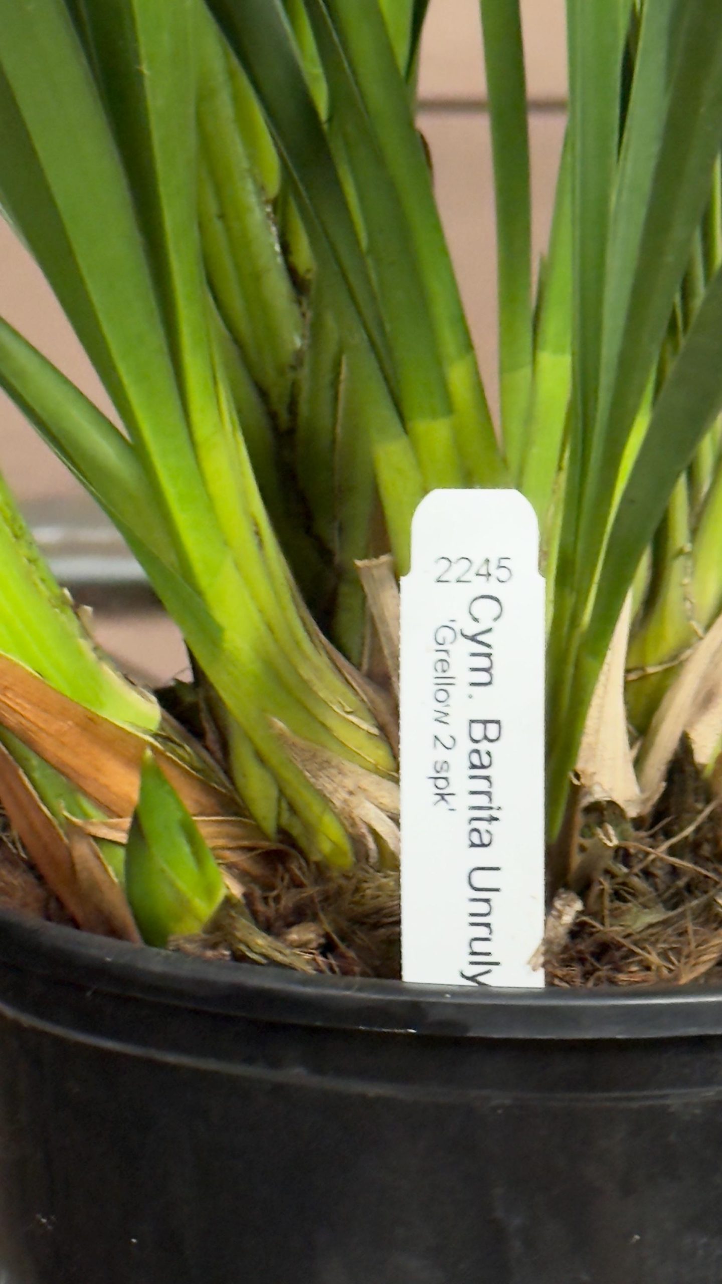 Cymbidium Barrita Unruly 'Grellow 2 spk' - Image 6