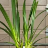 Cymbidium Kulnura Florid 'Bright Pink' - Image 7