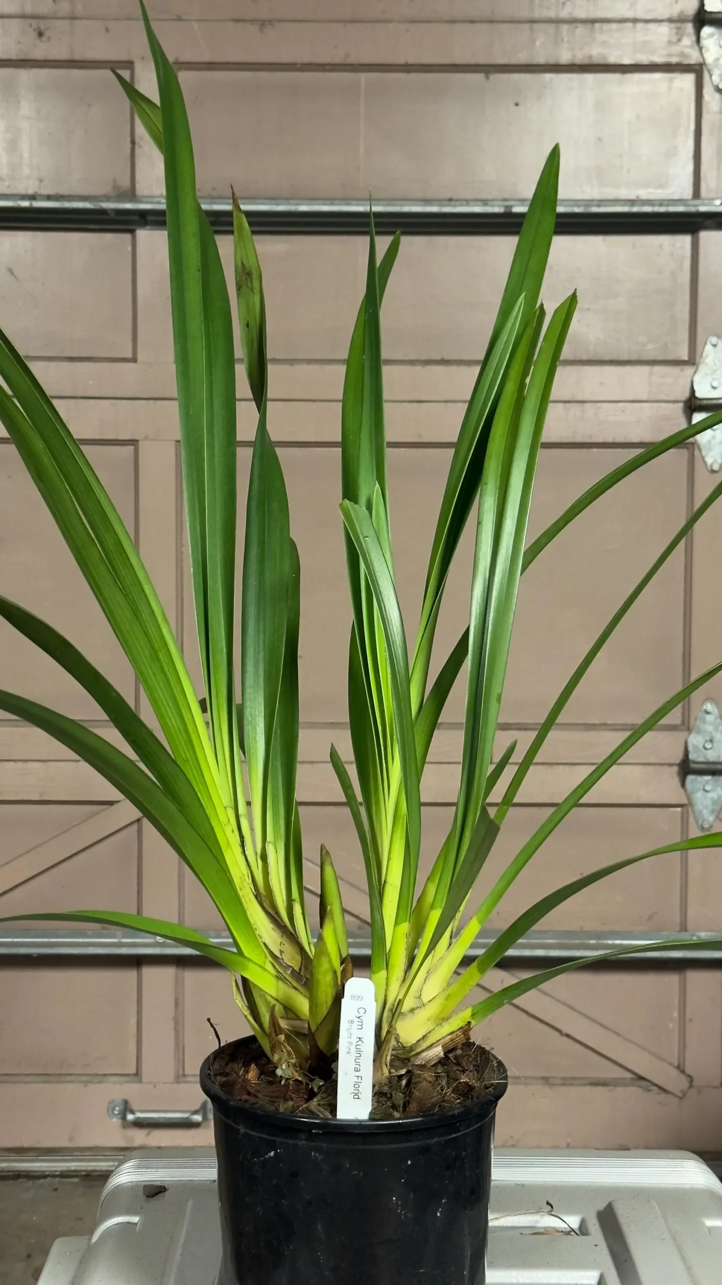 Cymbidium Kulnura Florid 'Bright Pink' - Image 7