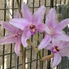 Laelia Summit ‘Tomiko’ - Image 6