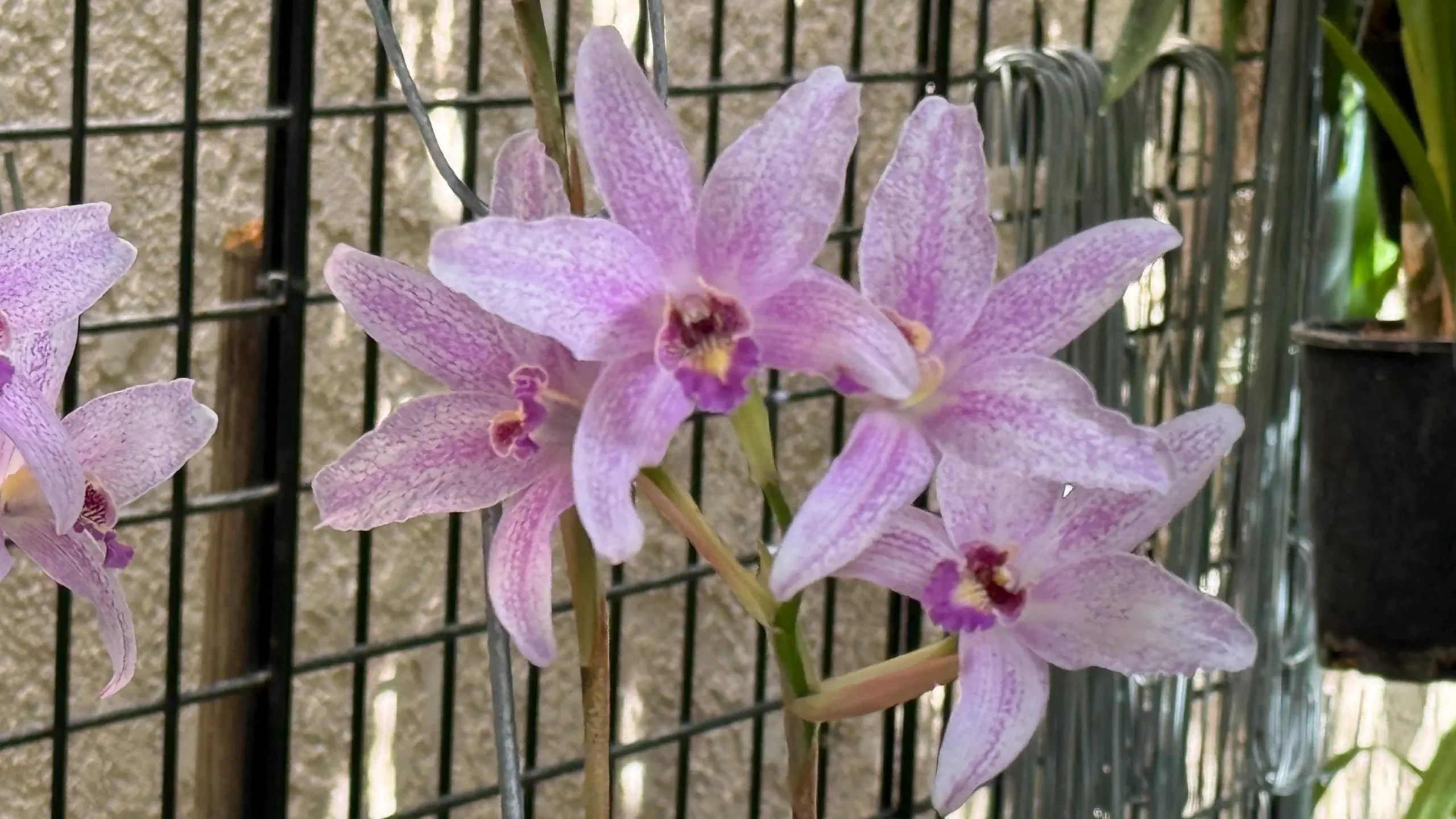 Laelia Summit ‘Tomiko’ - Image 6