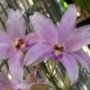 Laelia Summit ‘Tomiko’ - Image 5