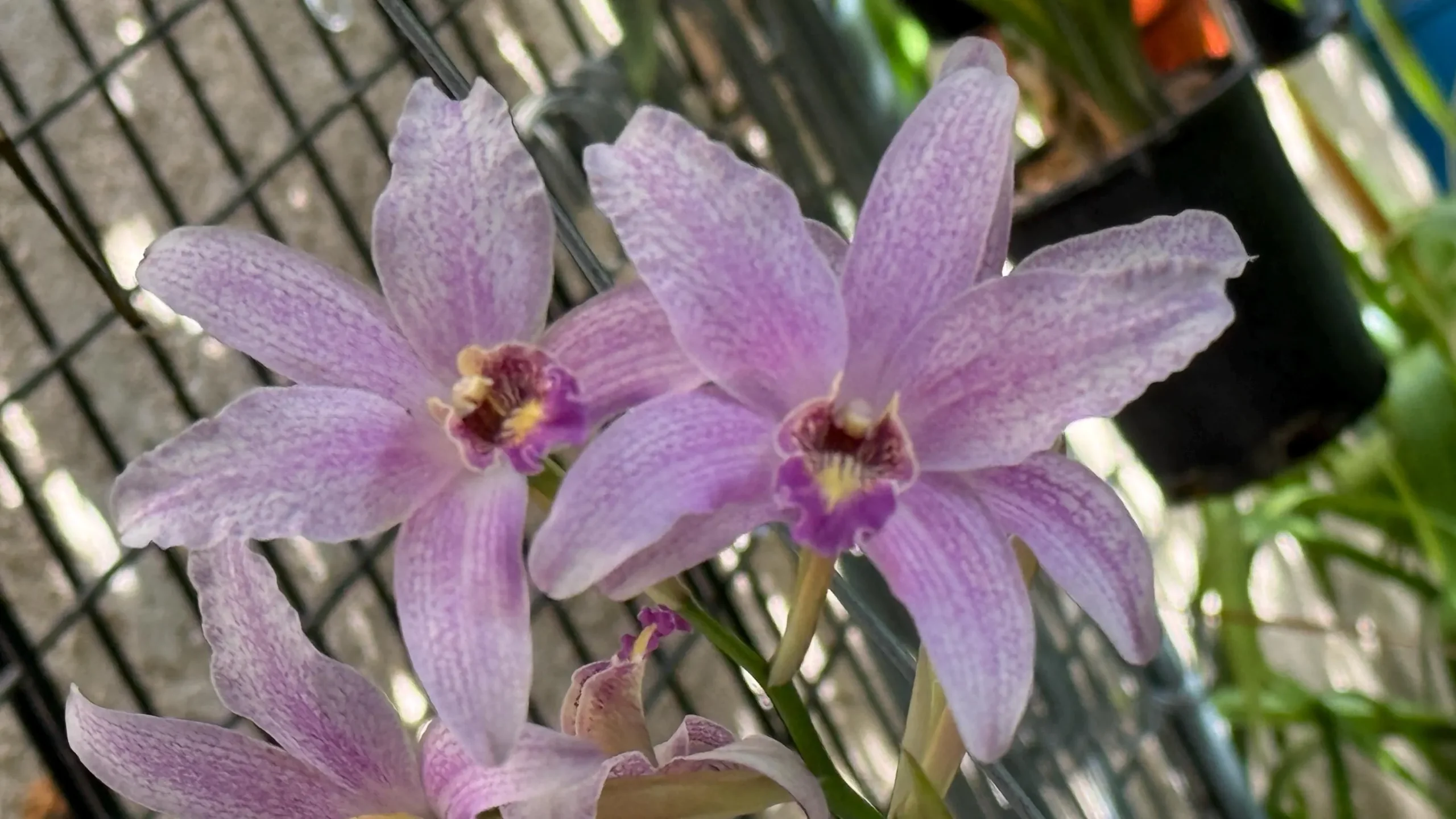 Laelia Summit ‘Tomiko’ - Image 5