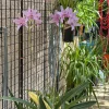 Laelia Summit ‘Tomiko’ - Image 4