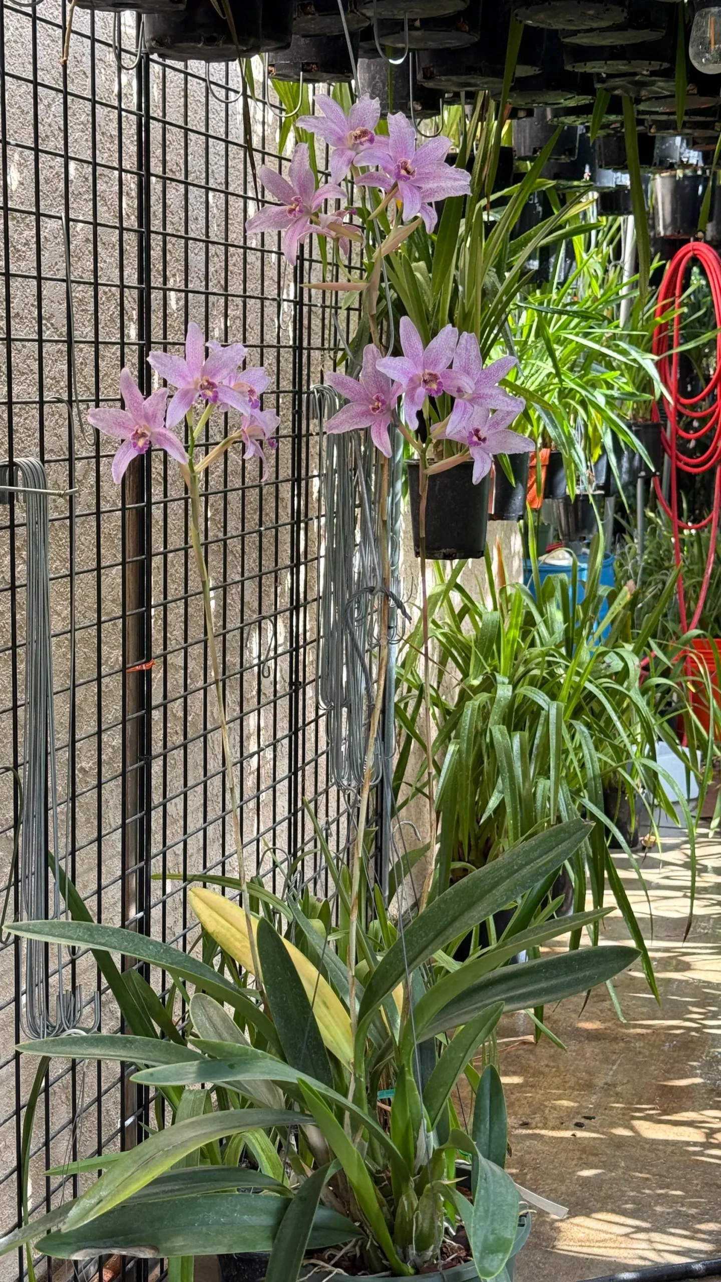 Laelia Summit ‘Tomiko’ - Image 4