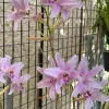 Laelia Summit ‘Tomiko’ - Image 3