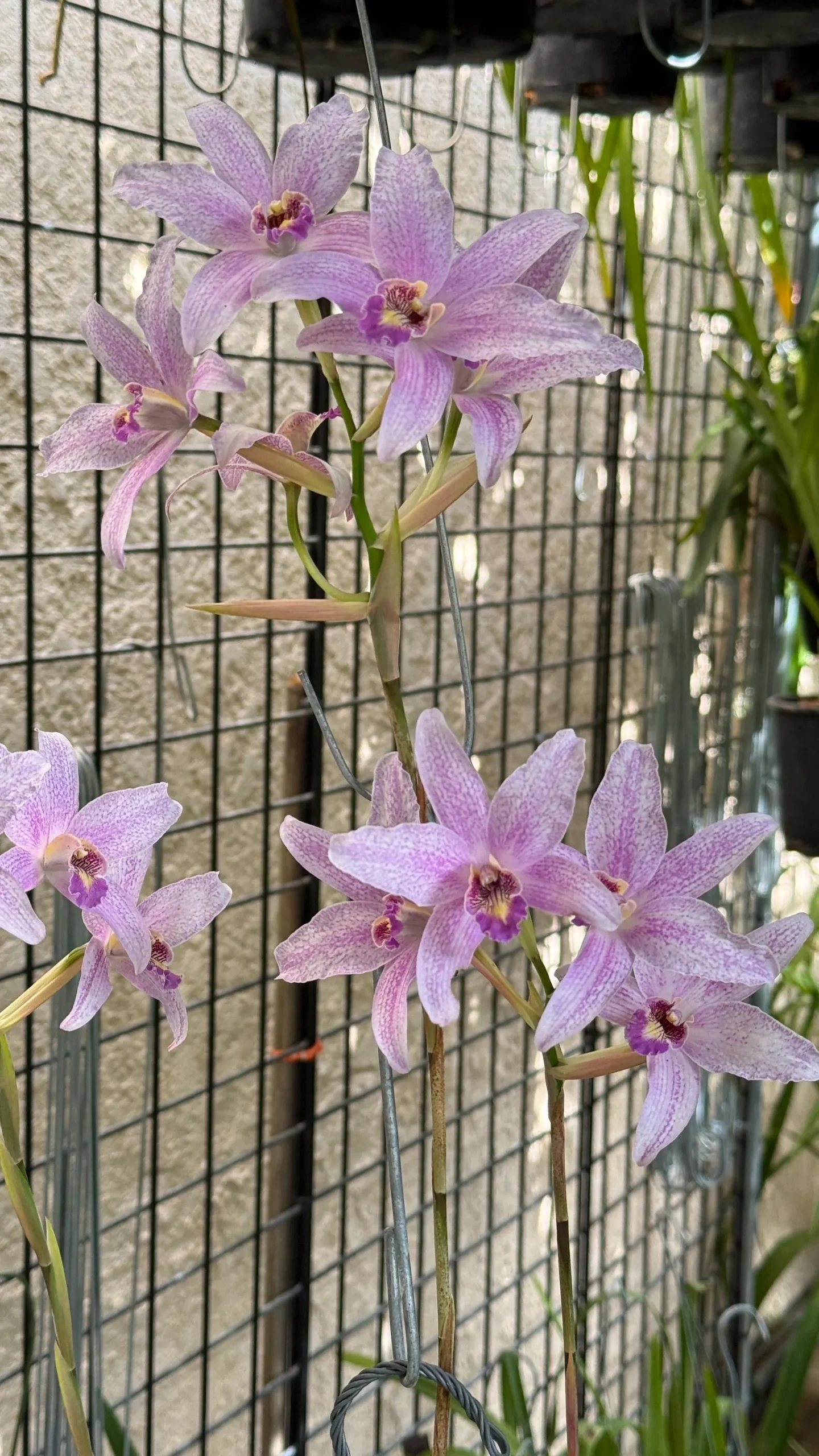 Laelia Summit ‘Tomiko’ - Image 3