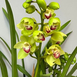 Alternative view of Cymbidium Barrita Cutlass ‘Chief’